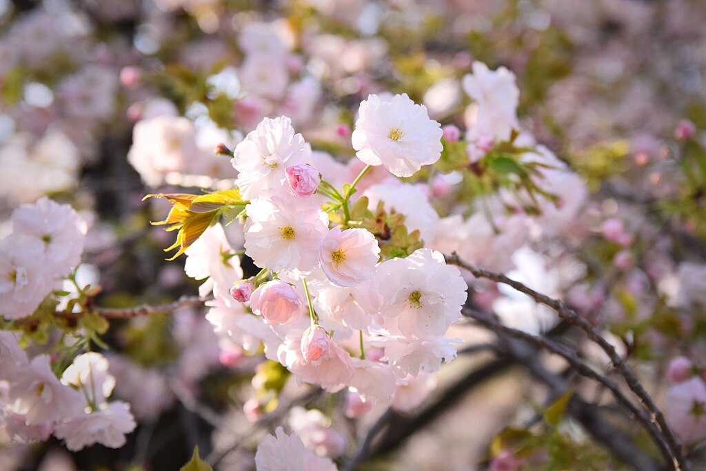 A Brief Introduction to Japanese Cherry Blossoms